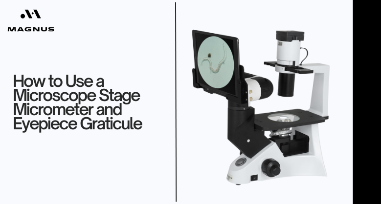 How to Use a Microscope Stage Micrometer and Eyepiece Graticule